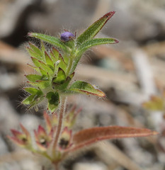 Trichostema rubisepalum