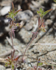 Trichostema rubisepalum