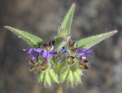 Trichostema rubisepalum