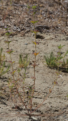 Trichostema rubisepalum