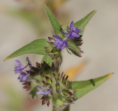 Trichostema rubisepalum