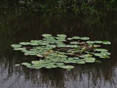 Nymphoides verrucosa