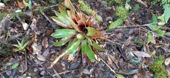 Werauhia hygrometrica