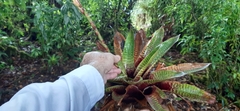 Werauhia hygrometrica