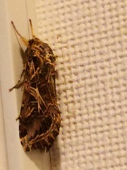 Spodoptera litura