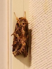 Spodoptera litura