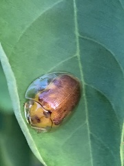 Eurypepla brevilineata