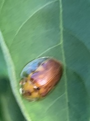 Eurypepla brevilineata