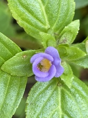 Limnophila rugosa