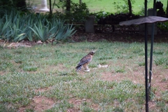 Buteo lineatus