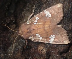 Papaipema marginidens