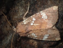 Papaipema marginidens