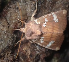 Papaipema marginidens