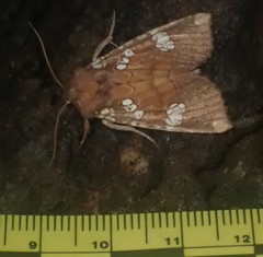 Papaipema marginidens