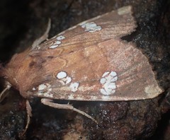 Papaipema marginidens