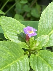 Limnophila rugosa