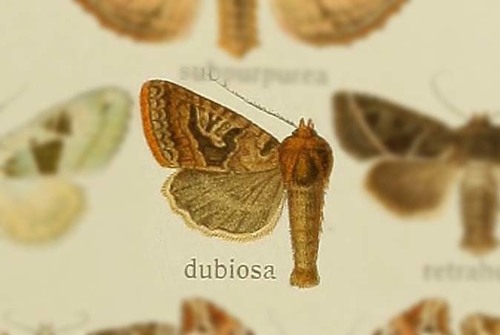 Euplexia dubiosa