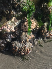 Pyura chilensis