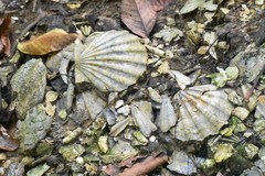 Chesapecten