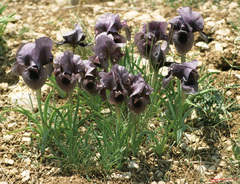 Iris susiana