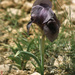 Mourning Iris - Photo (c) Roberto Sindaco, some rights reserved (CC BY-NC-SA), uploaded by Roberto Sindaco