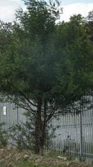 Acacia mearnsii