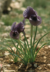 Iris susiana