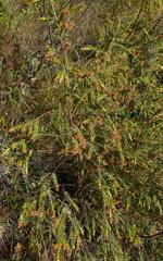Passerina falcifolia