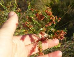 Passerina falcifolia