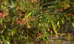 Passerina falcifolia