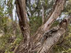 Strophurus intermedius