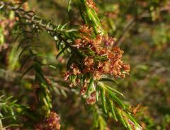 Passerina falcifolia