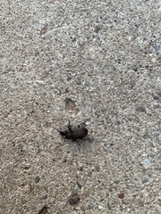 Chlaenius tomentosus