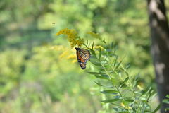 Danaus plexippus