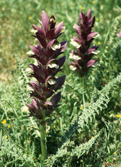 Acanthus syriacus