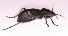 Tefflus meyerlei delegorguei