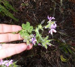 Pelargonium vitifolium