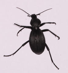 Tefflus meyerlei delegorguei