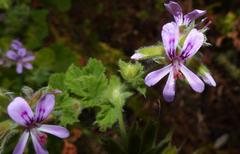Pelargonium vitifolium