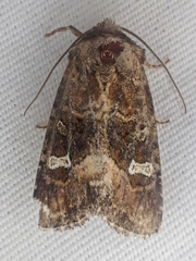 Lacinipolia circumcincta