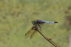 Pachydiplax longipennis