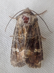 Lacinipolia circumcincta