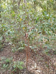 Pilidiostigma glabrum