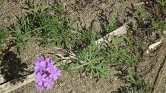 Glandularia aristigera