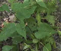 Eurybia chlorolepis