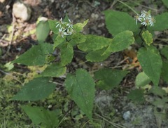 Eurybia chlorolepis