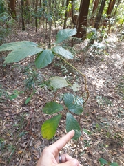 Handroanthus chrysotrichus