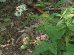Eurybia chlorolepis