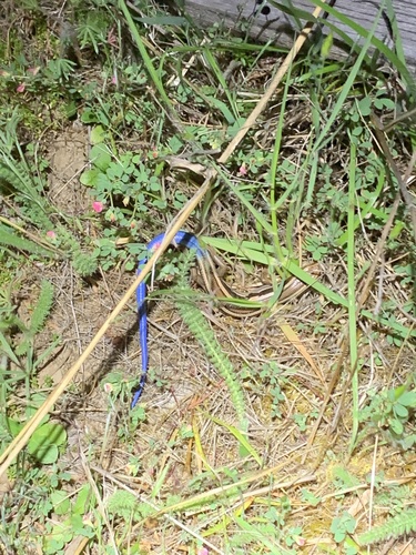 iNaturalist observation photo of Western Skink