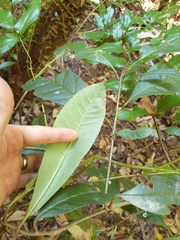 Quintinia verdonii